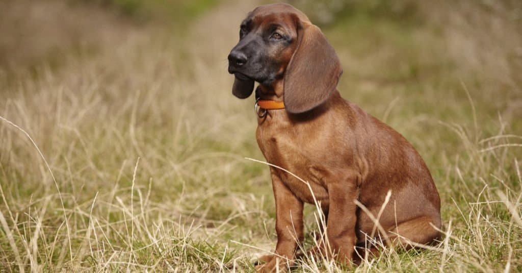 are bavarian mountain hound the most intelligent dogs