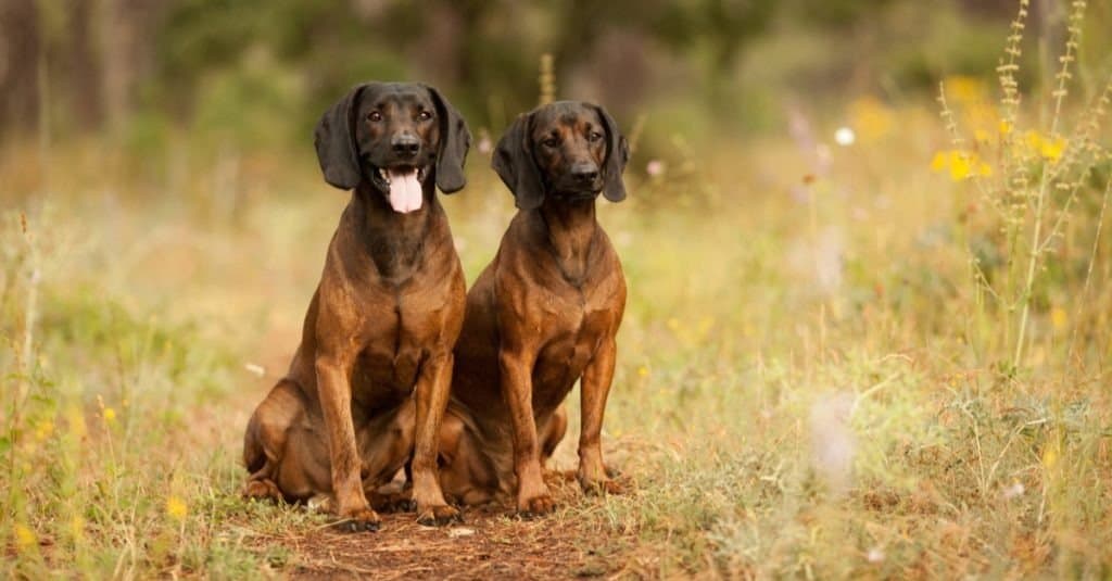 Two hunting dogs, Bavarian mountain hound hunting in the woods