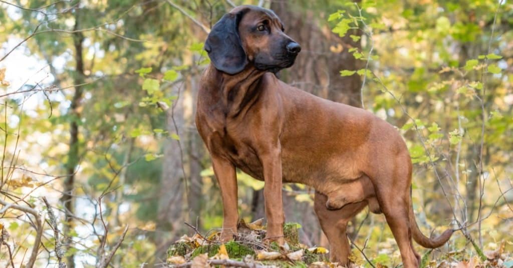 Bavarian mountain hound standing in the woods
