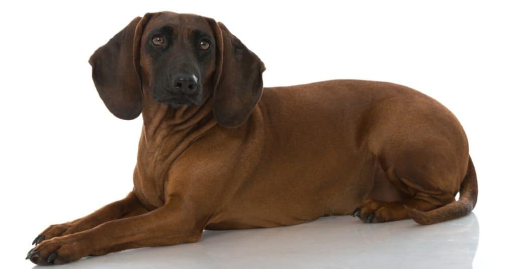 Bavarian mountain hound isolated on white background