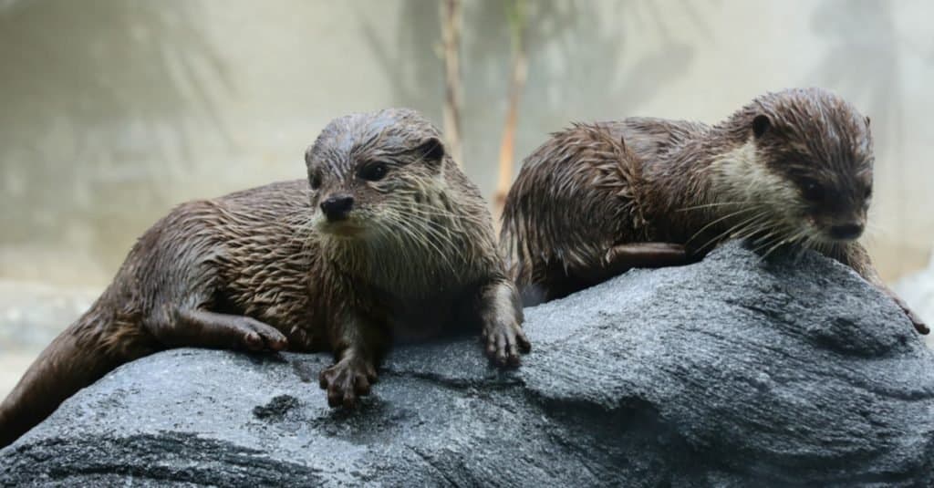 Two Beaver cubs playing