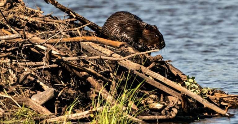 Beaver building a beaver lodge