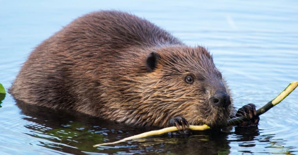 Beaver munching on some bark at dusk