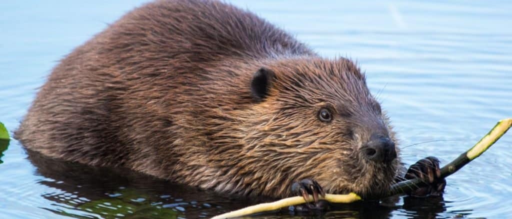 full frame of a beaver, partially submerged in water, munching on some a greenish limb.