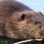 Beavers