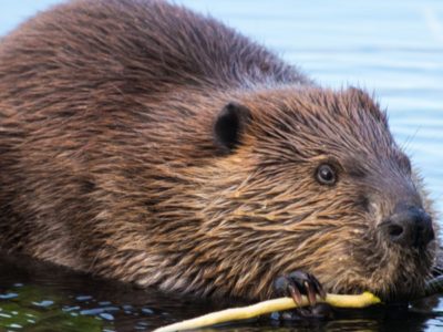 A Beaver Spirit Animal Symbolism & Meaning