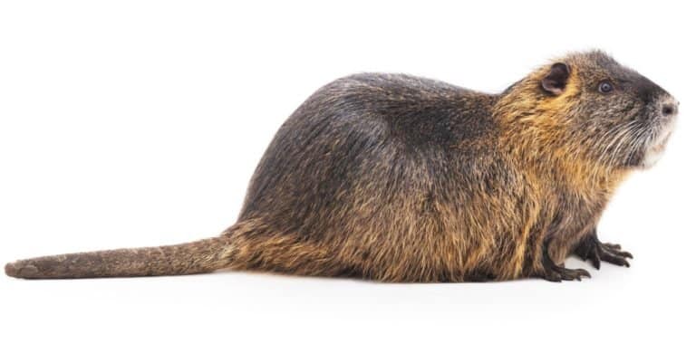 Large Beaver isolated on a white background.