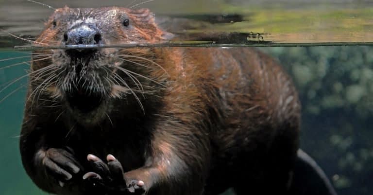 Beaver at the water line in a glass pool