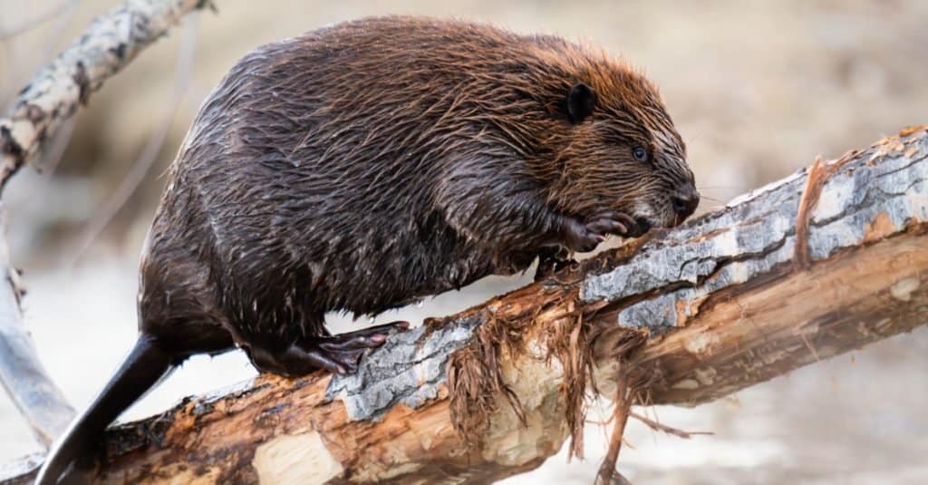 Beaver in the Canadian wilderness