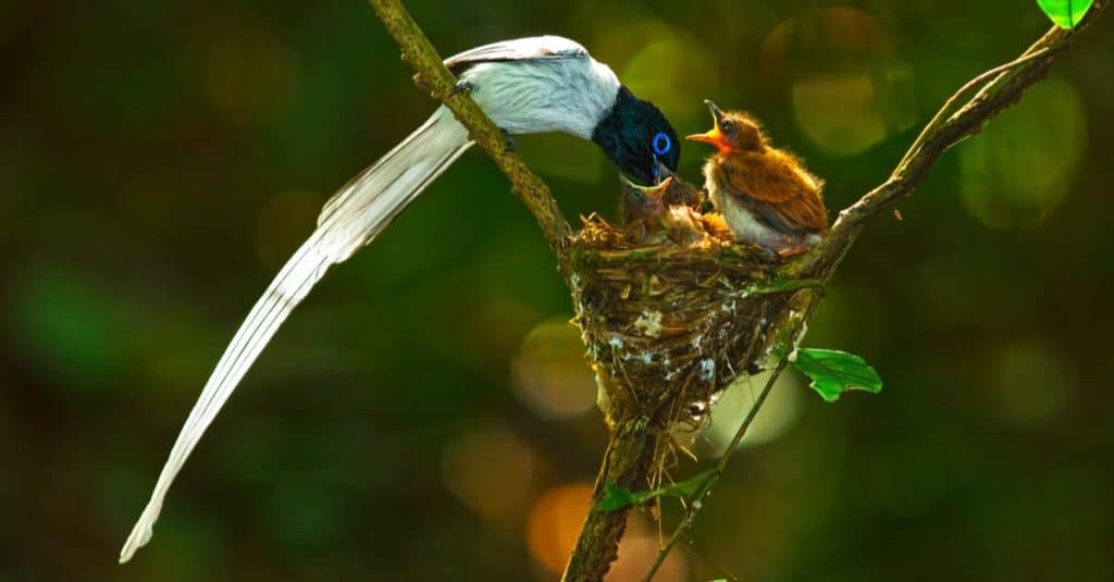 Asian bird of paradise male feeding baby birds.