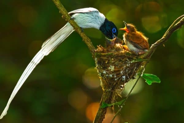 Asian bird of paradise male feeding baby birds.