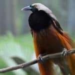 Greater Bird of paradise of New Guinea and Indonesia