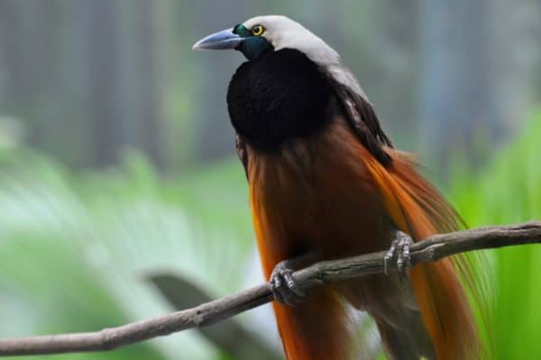 Greater Bird of paradise of New Guinea and Indonesia