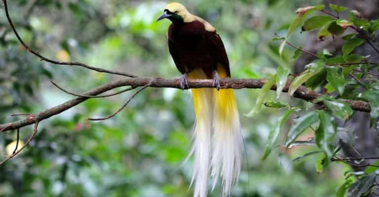 Beautiful bird of paradise sitting on a branch.