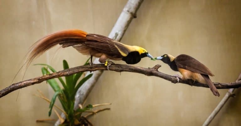 Raggiana bird of paradise courtship - (Paradisaea raggiana)