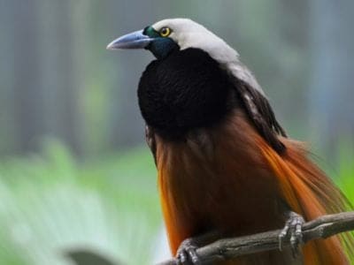 A Bird Of Paradise: What Do You Know?