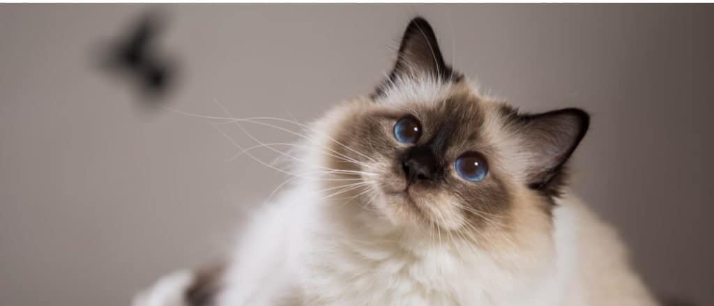 Birman close-up