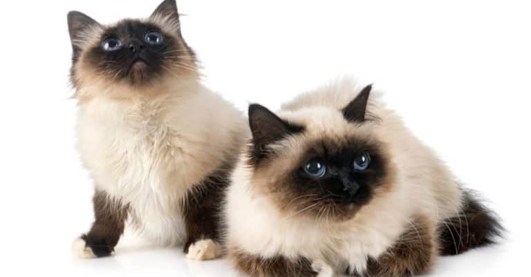 Birman cats isolated in front of white background.