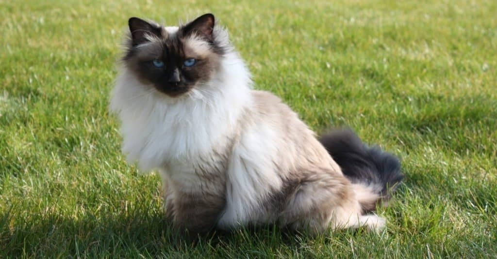 Birman Cat Breed Complete Guide - A-Z Animals