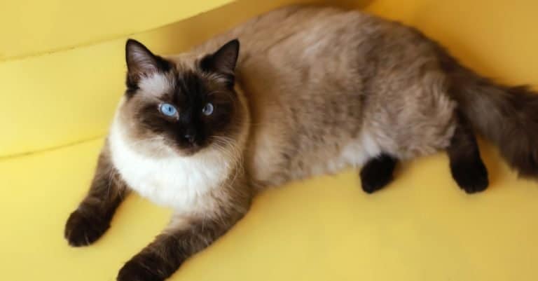 A beautiful Birman cat with blue eyes lying on a yellow table.