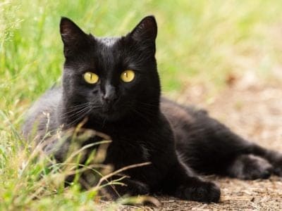 A Polish Cats Are Now Confirmed “Invasive Species.” How Can That Be?