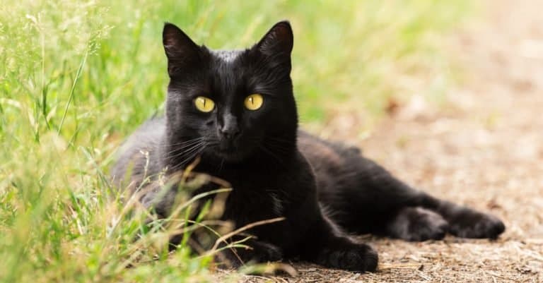 Beautiful Bombay black cat with yellow eyes and attentive look lie outdoors in green grass.