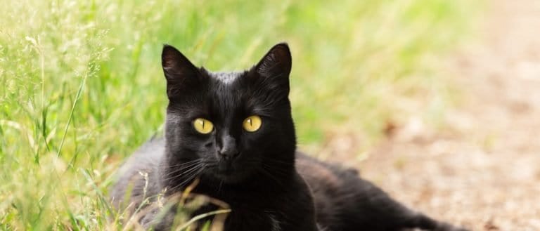 Beautiful Bombay black cat with yellow eyes and attentive look lie outdoors.