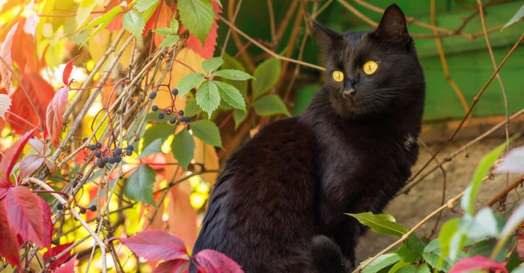 Black Bombay cat in autumn, with colorful leaves.