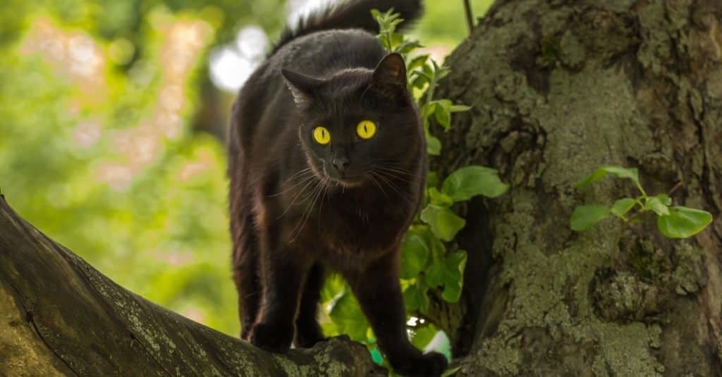 Beautiful black Bombay cat in a tree in the summer.