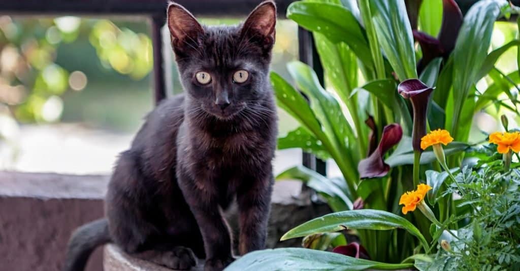 Cute black Bombay kitten sitting in a flower pot.