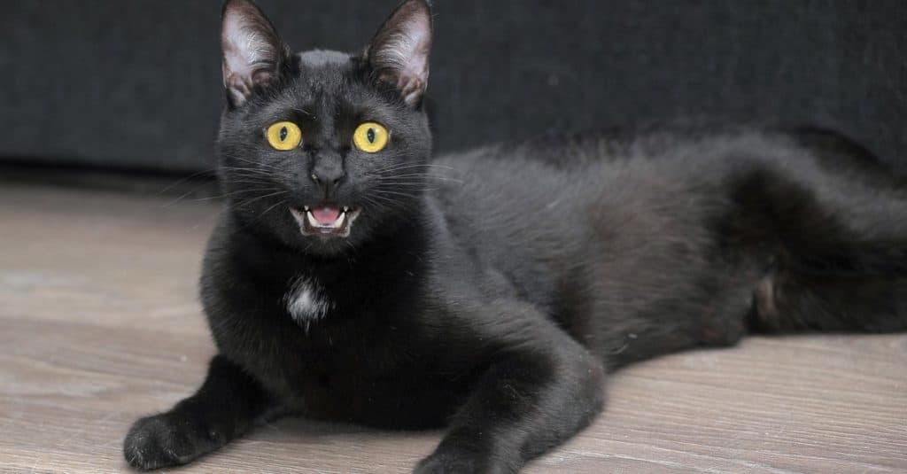 Cute black Bombay cat with bright yellow eyes lying on a table.