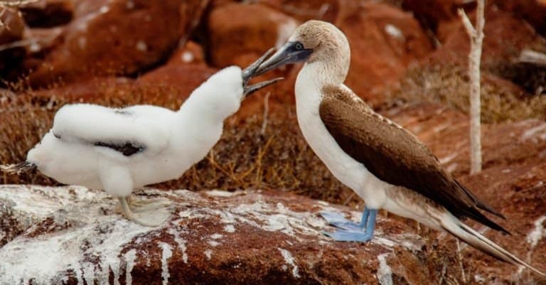 Mother and Baby Blue-Footed Booby on Grand Seymore Island, Galapagos Islands, Ecuador