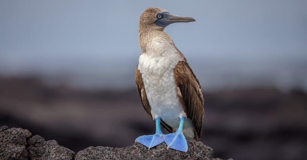 Blue Footed Booby on a rock - Galapagos - Ecuador