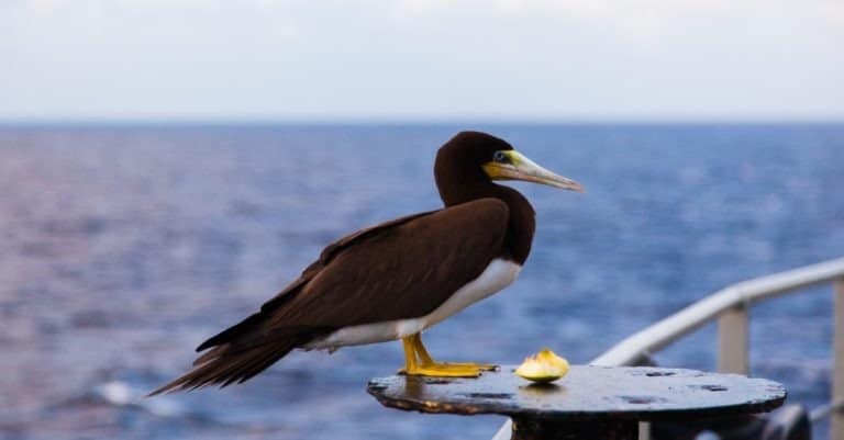 Portrait of a brown booby bird (Sula leucogaster) sitting on a ship in the ocean, close-up