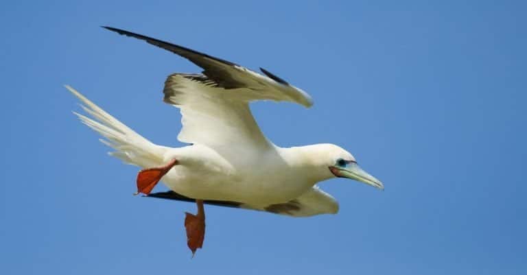 Red Footed Booby in flight