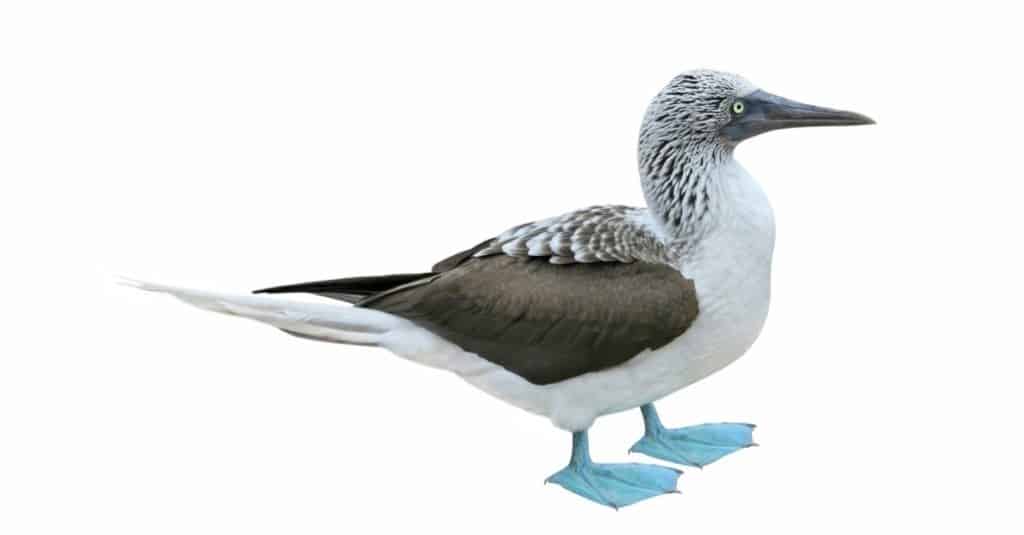 Blue-footed Booby (Sula nebouxii), isolated on white background