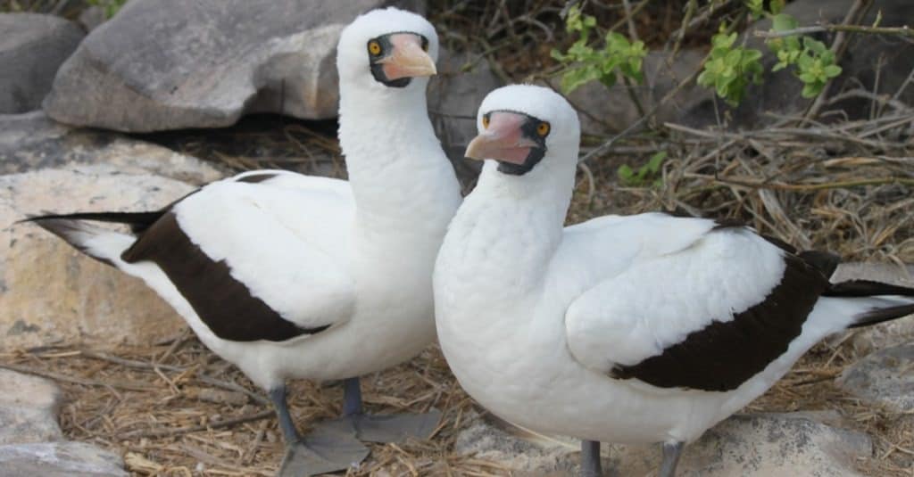 Masked Boobies in the Galapagos