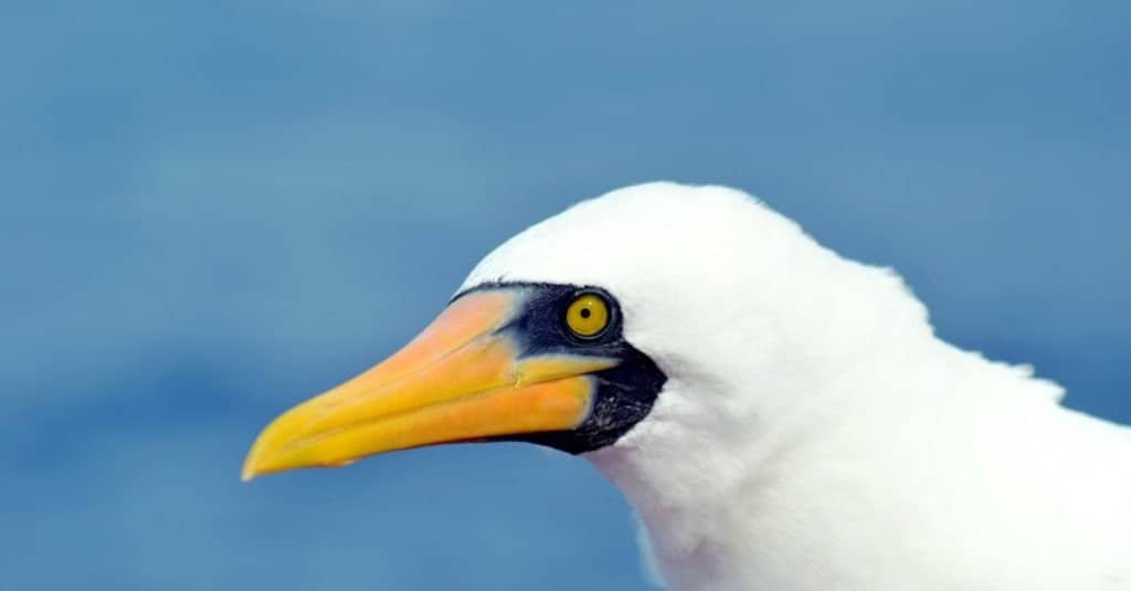 Closeup view of the seabird Masked Booby (Sula dactylatra)