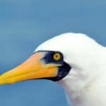 Boobies and gannets