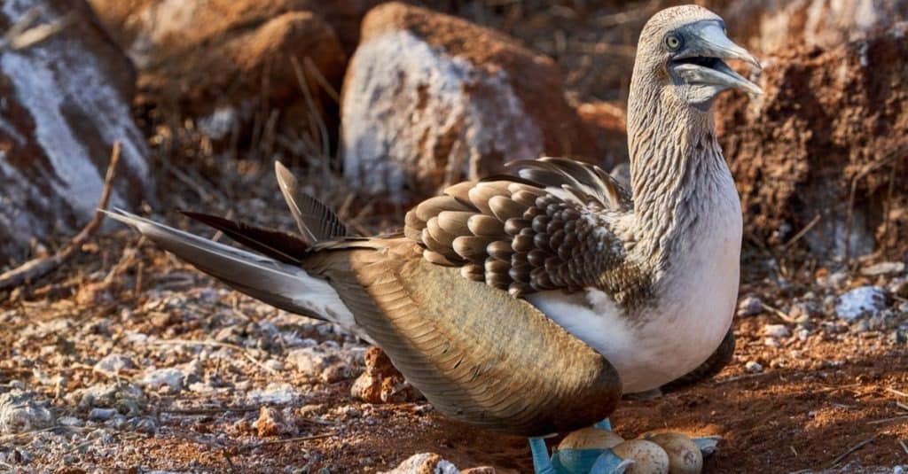 Beautiful Blue-footed Booby bird pair walking together Stock Photo