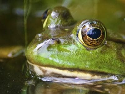 A Bullfrog