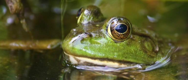 American bullfrog close up portrait