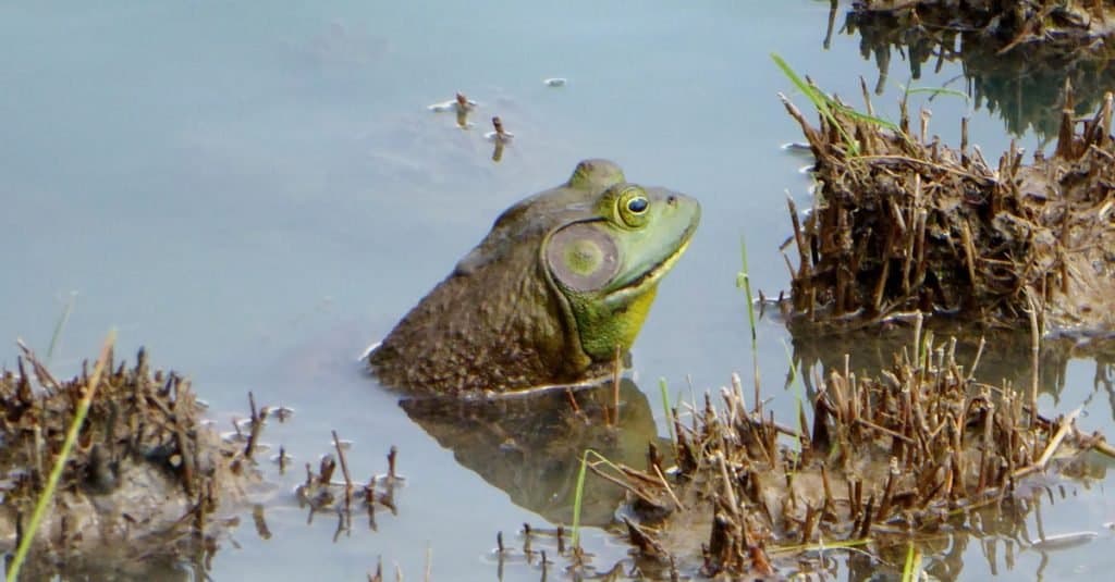 American Bullfrog in a pond