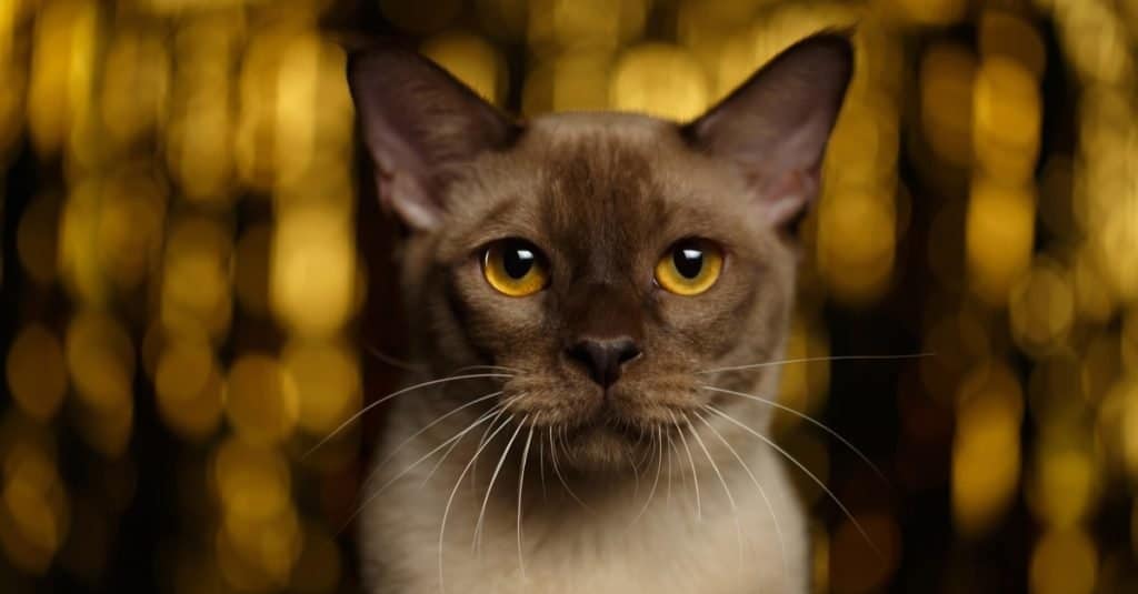 Closeup portrait of Burmese Cat