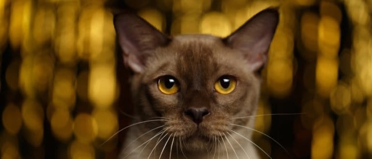 Closeup portrait of Burmese Cat