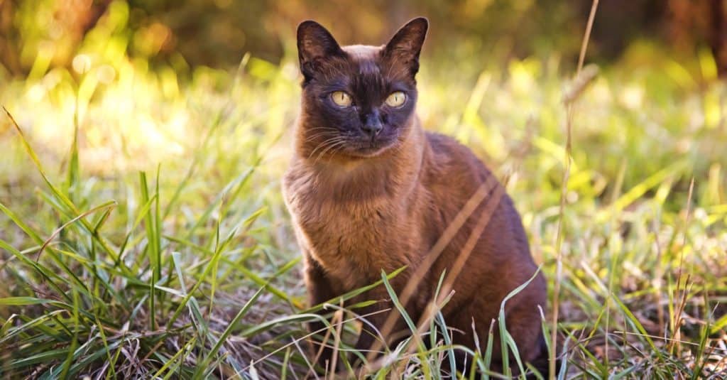 Brown Burmese cat in the garden.