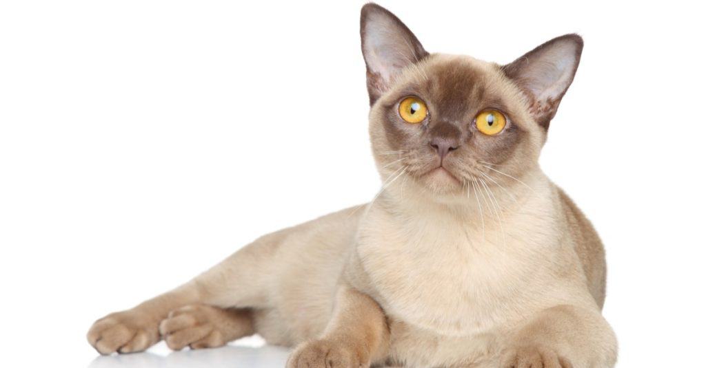 Burmese cat isolated on a white background.