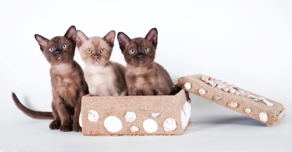 Three Burmese kittens playing in a box.