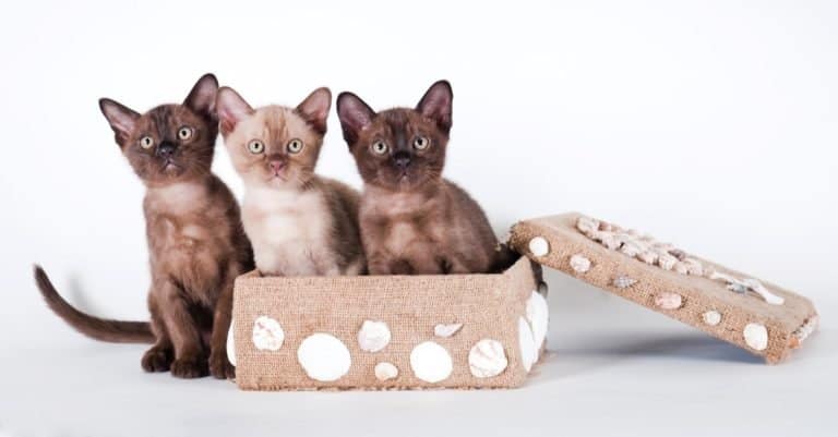 Three Burmese kittens playing in a box.