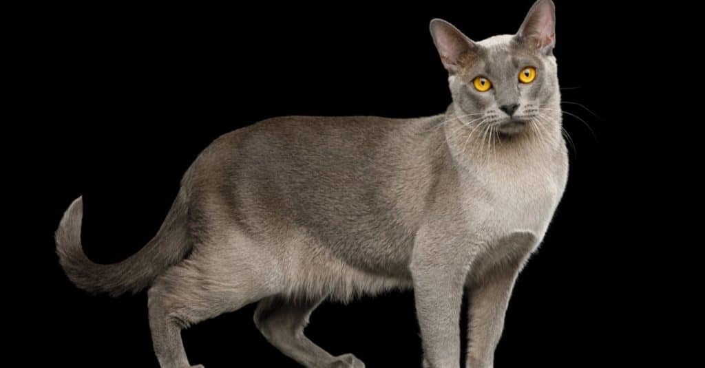 Beautiful gray Burmese cat isolated black background, side view.